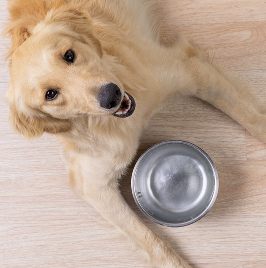 Dog Bowl "Diamond Brooch "