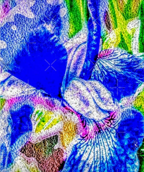 "Blue Iris"